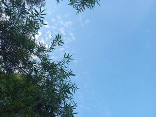 sky and tree