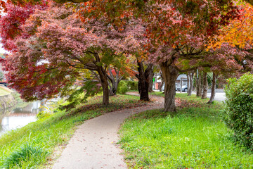 Fototapeta premium 紅葉に彩られた竜田公園の遊歩道