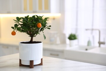 Potted tangerine tree on white marble table in kitchen, space for text