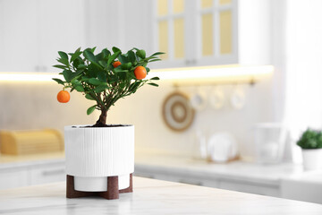 Potted tangerine tree on white marble table in kitchen, space for text