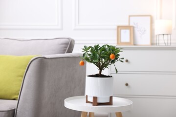Potted tangerine tree on white table near sofa indoors