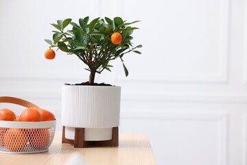 Potted tangerine tree and fresh fruits on wooden table indoors, space for text
