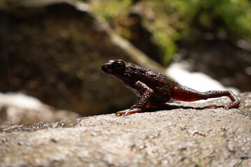 Bleeding Toad or Leptophryne cruentata closeup on stone, Leptophryne cruentata closeup on isolated background, Indonesian toad, Bleeding toad