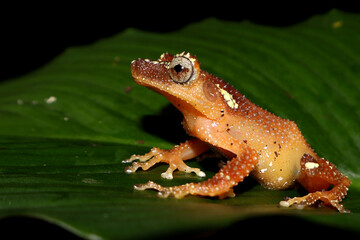 Close-up of a wild pearls tree frog (Nyctixalus margaritifer) on a green leaf, Pearl Frog (Nyctixalus margaritifer) an endemic frog in java island, Nocturnal portrait of the Nyctixalus margaritifer