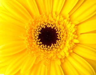 Bright, radiating yellow flower with a deep brown center, petals stretching to fill the frame