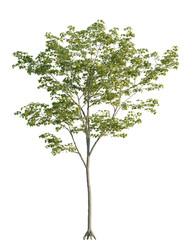 Acer pseudoplatanus tree front view, cutout, 4k png, transparent background, isolate, Maple tree with vibrant green leaves, perfect for landscape designs now