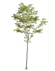 Obraz premium Acer pseudoplatanus tree front view, cutout, 4k png, transparent background, isolate, Maple tree seedling with vibrant green foliage for landscaping designs