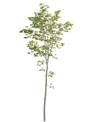 Obraz premium Acer pseudoplatanus tree front view, cutout, 4k png, transparent background, isolate, Vibrant maple tree with lush green leaves for landscaping projects design