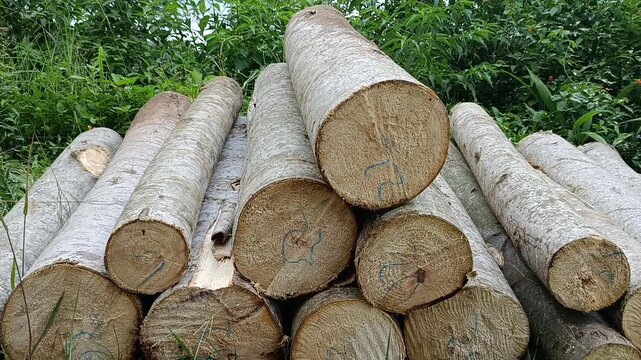 log wood