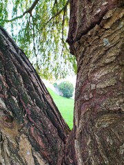 Unique perspective looking through the textured bark of two tree limbs towards a lush green park. Evokes nature, growth, and resilience. Use for environmental themes, landscapes.