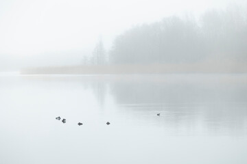 A beautiful foggy landscape with bare trees reflecting in a calm lake surface. Early spring scenery in Latvia, Europe.