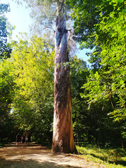 Fototapeta premium A striking tall tree stands majestically in a lush green forest, sun dappled path. Evokes natures strength, resilience, and growth. Perfect for environmental or inspirational themes.