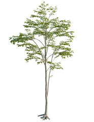 Obraz premium Carpinus betulus tree front view, cutout, 4k png, transparent background, isolate, Beautiful young tree with vibrant green leaves for landscape architecture