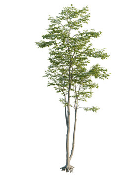 Carpinus betulus tree front view, cutout, 4k png, transparent background, isolate, Graceful young tree with vibrant green leaves in the sunshine, nature beauty