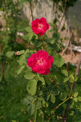 Close-up of a red rose. A crimson rosehip flower in full bloom on a green bush in the garden, is illuminated by the setting sun. Vertical image. Natural background.