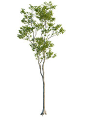 Obraz premium Castanea sativa tree front view, cutout, 4k png, transparent background, isolate, Graceful tree with light green leaves for nature themed design projects