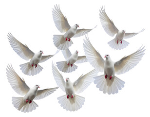 Obraz premium Group of White Doves Flying Together — Soft Upward Formation, Isolated PNG