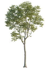 Obraz premium Celtis australis tree front view, cutout, 4k png, transparent background, isolate, Solitary tree stands tall with vibrant green leaves shining in sunlight