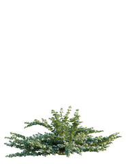 Obraz premium Correa alba tree front view, cutout, 4k png, transparent background, isolate, Ornamental flowering bush with white blossoms for garden design projects