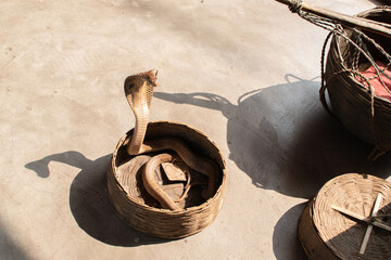 A cobra rises from a woven basket, casting a dramatic shadow on the ground, Traditional tools of a snake charmer lie nearby, creating a rustic and captivating scene in warm sunlight.