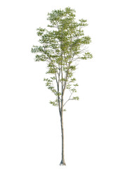 Obraz premium Fraxinus excelsior tree front view, cutout, 4k png, transparent background, isolate, Beautiful tree with vibrant green leaves for your design needs and projects