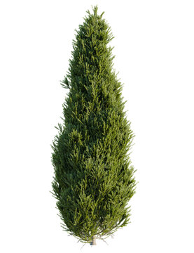 Juniperus communis tree front view, cutout, 4k png, transparent background, isolate, Striking green Italian cypress tree for serene landscape designs projects
