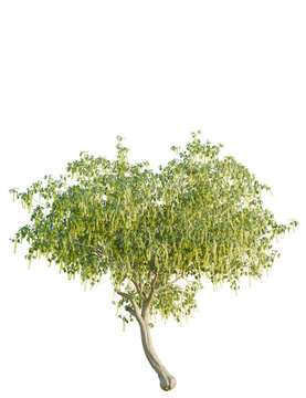 Laburnum alpinum tree front view, cutout, 4k png, transparent background, isolate, Solitary tree with vibrant green leaves adds natural beauty to designs