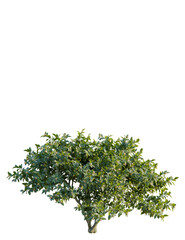Mespilus germanica tree front view, cutout, 4k png, transparent background, isolate, Luscious shrub with vibrant green leaves for landscape design projects