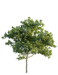 Fototapeta premium Mespilus germanica tree front view, cutout, 4k png, transparent background, isolate, Lush flowering tree enhances landscape designs and architectural renders