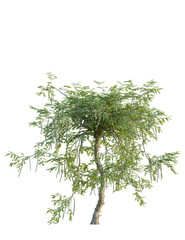 Obraz premium Moringa oleifera tree front view, cutout, 4k png, transparent background, isolate, Vibrant moringa tree with hanging seed pods ready for sustainable design