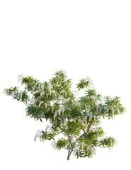 Pieris japonica tree front view, cutout, 4k png, transparent background, isolate, Graceful flowering tree adds a touch of nature's beauty to designs