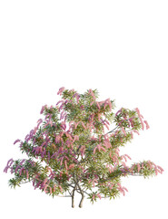 Fototapeta premium Pieris japonica tree front view, cutout, 4k png, transparent background, isolate, Cascading pink blossoms adorn a lush tree canopy, creating a vibrant scene