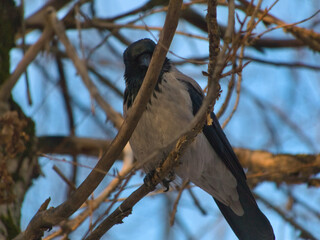 A crow is watching over the land from on top of tree
