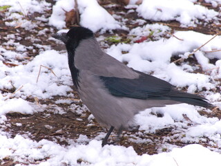 A crow standing in snow