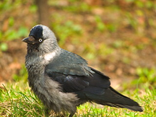 A curious jackdaw approaches the cameraman