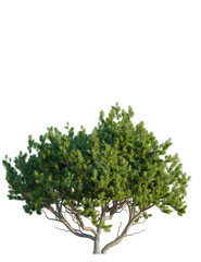 Obraz premium Pinus mugo tree front view, cutout, 4k png, transparent background, isolate, Elegant green tree with detailed branches for landscape architecture