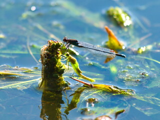 A dragonfly is sitting above another green dragonfly