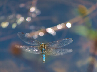 A dragonfly is flying over pond waters