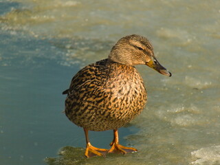 A duck standing on the ice of a lake