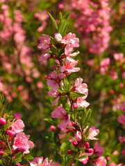 A photo of Prunus tenella flower