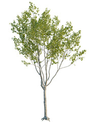 Platanus orientalis tree front view, cutout, 4k png, transparent background, isolate, Vibrant lush tree with transparent background ready for easy integration