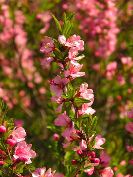 A photo of Prunus tenella flower
