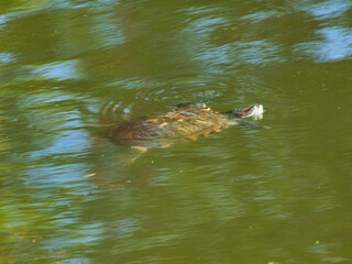 A Turtle is swimming in a lake