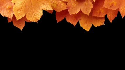 A smooth autumn leaves transition featuring gently falling orange and yellow foliage that creates a cozy seasonal wipe effect between clips. Perfect for warm, nostalgic, and nature-themed edits.