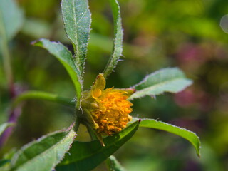 A photo of Bidens tripartita flower