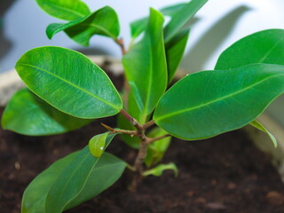 A young green ficus plant