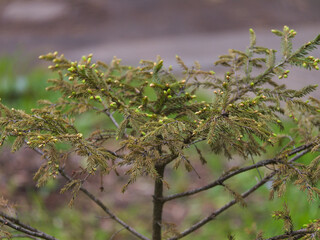 A young fir tree is developing new young branches