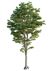 Tilia x europaea tree front view, cutout, transparent background, 4k isolate, Lush tree with vibrant green leaves, perfect for landscaping visuals