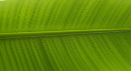 Close-up view of a vibrant green leaf with prominent parallel veins.