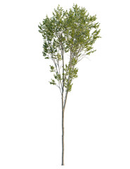 Fototapeta premium Ulmus pumila tree front view, cutout, transparent background, 4k isolate, Graceful tree with vibrant leaves, perfect for landscape designs today